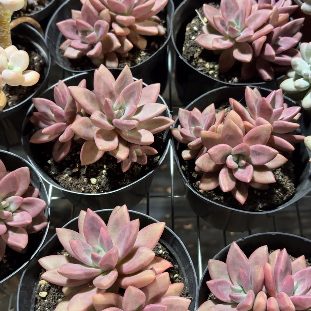 初音多肉11㎝盆整群