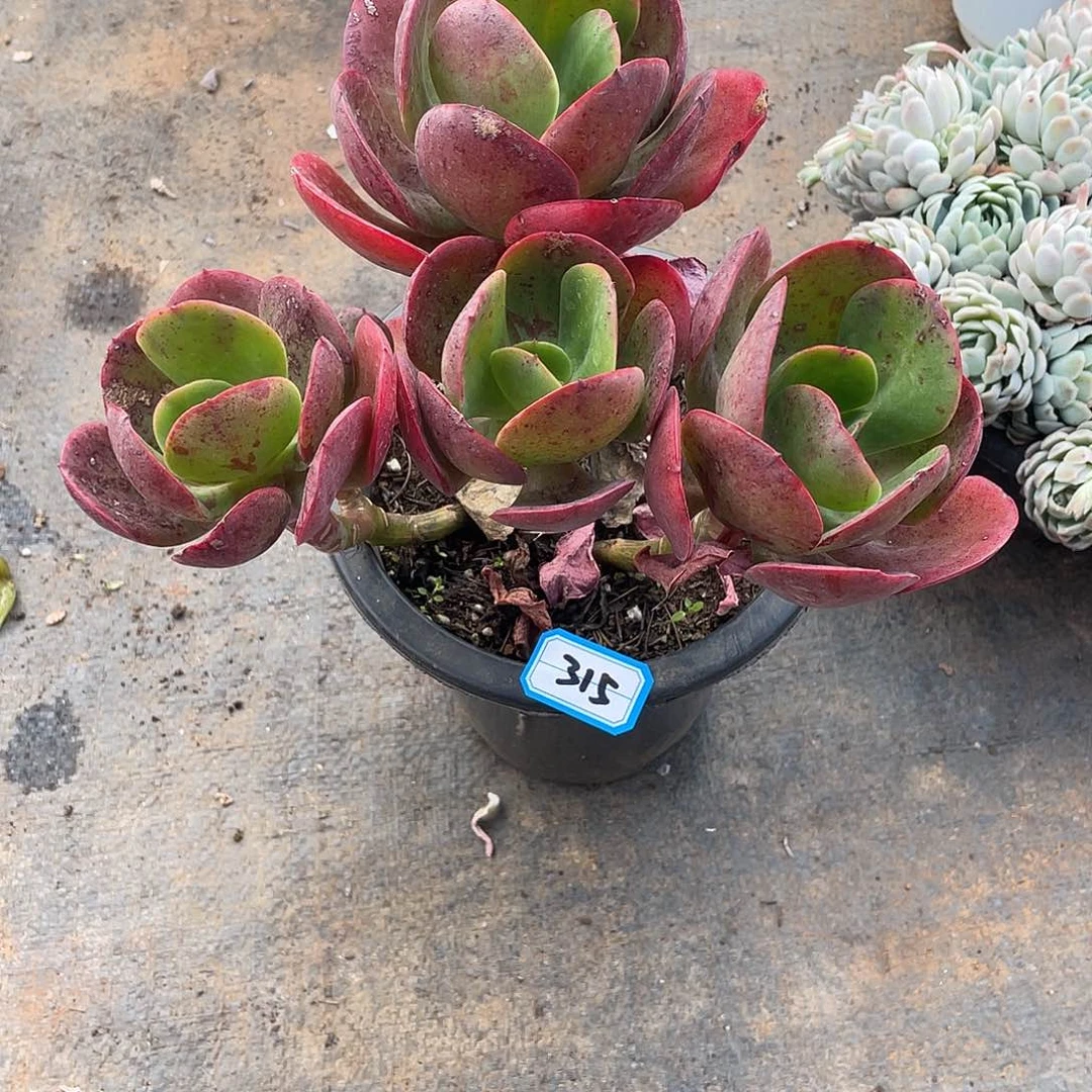 315大唐玫瑰 一物一拍多肉