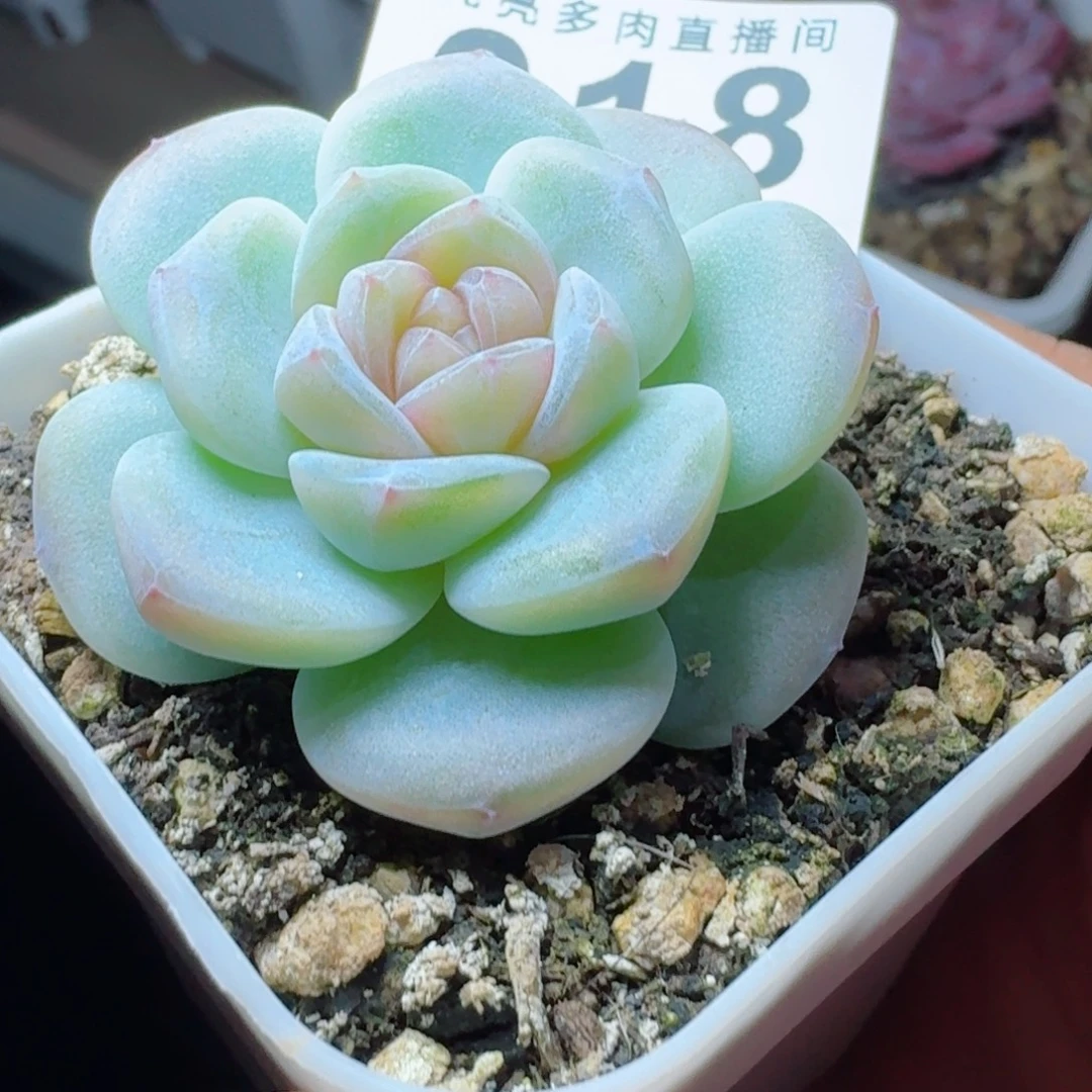 糖心白底玉清风      愿你一路坦途，乘风破浪展宏图