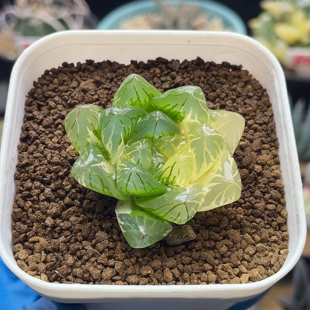 实生灯泡玉露锦仙人球