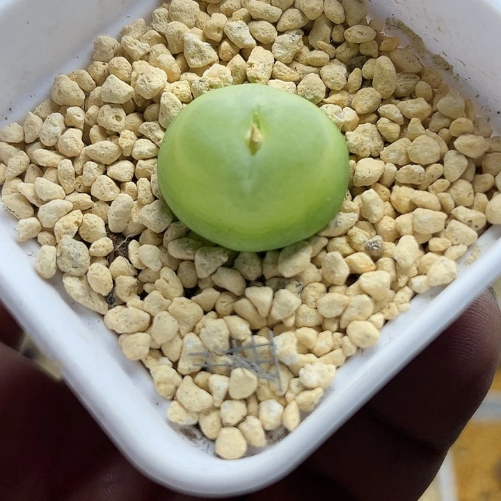 家人园艺多肉生石花拉登278