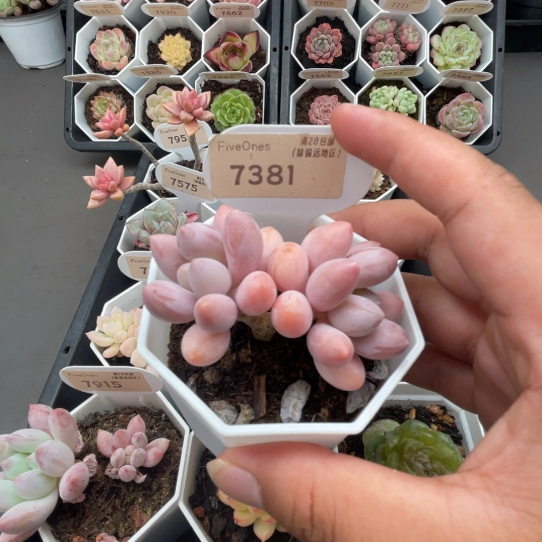 7381粉色恋人4.5厘米
