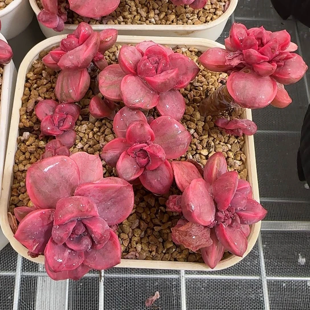 从前慢花园精选彩虹糖锦