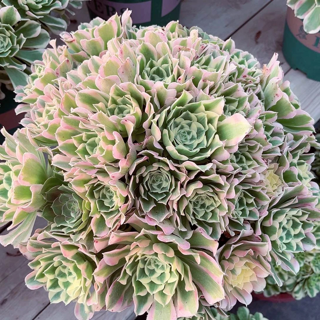 白凤法师多肉植物