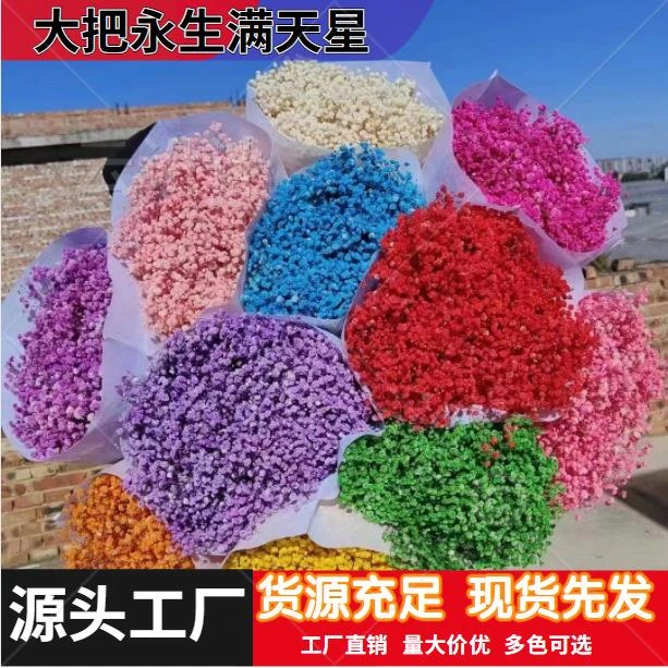 云南工厂批发 永生花满天星 情人节礼物家居装饰满天星干花500g