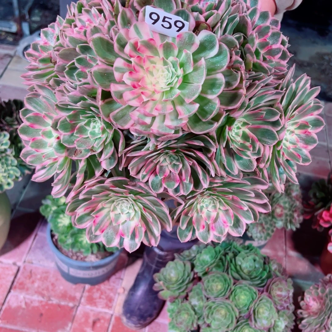 959孔雀翎法师多肉植物