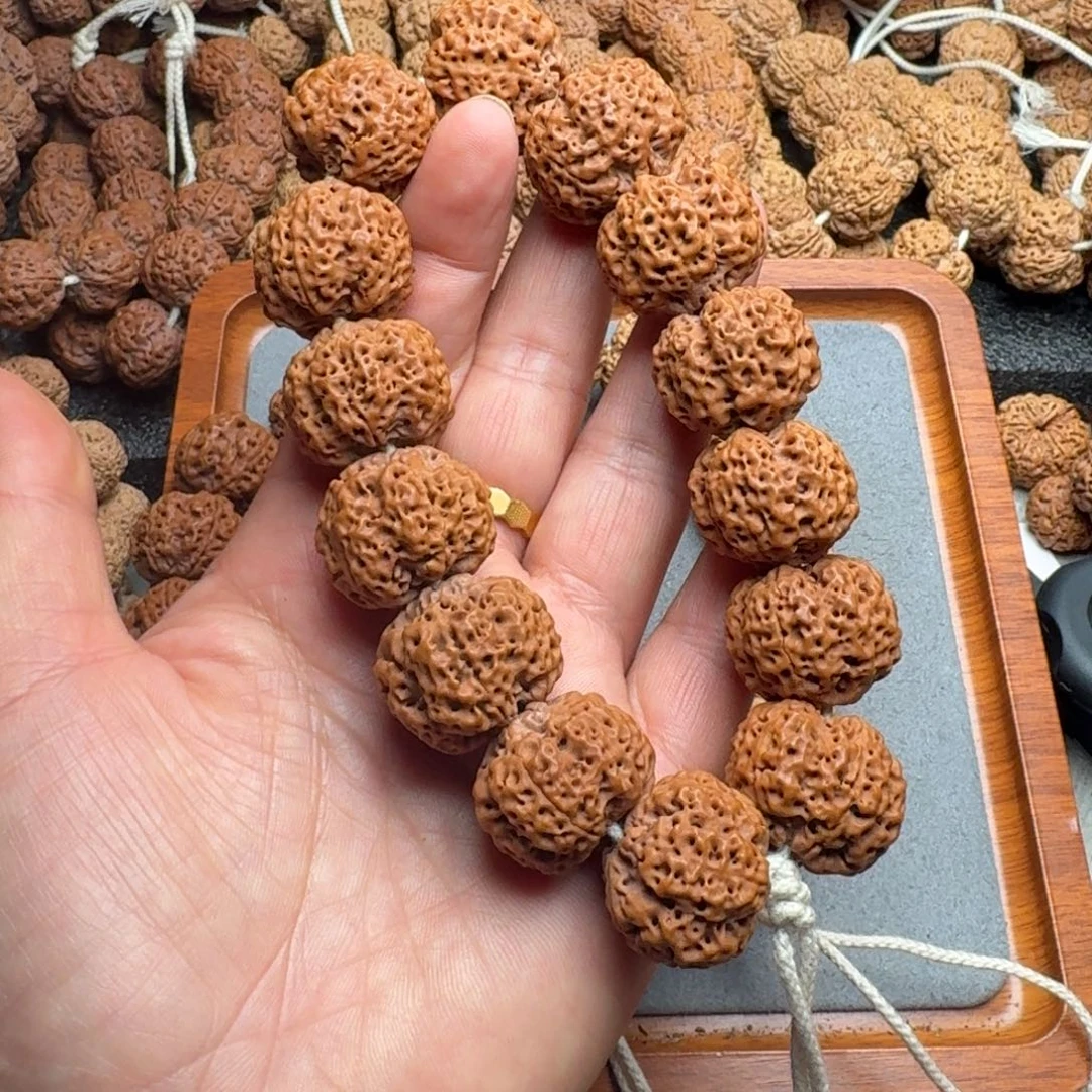 以***贵菩提菩提25号尼泊尔大金刚24五星蜂王