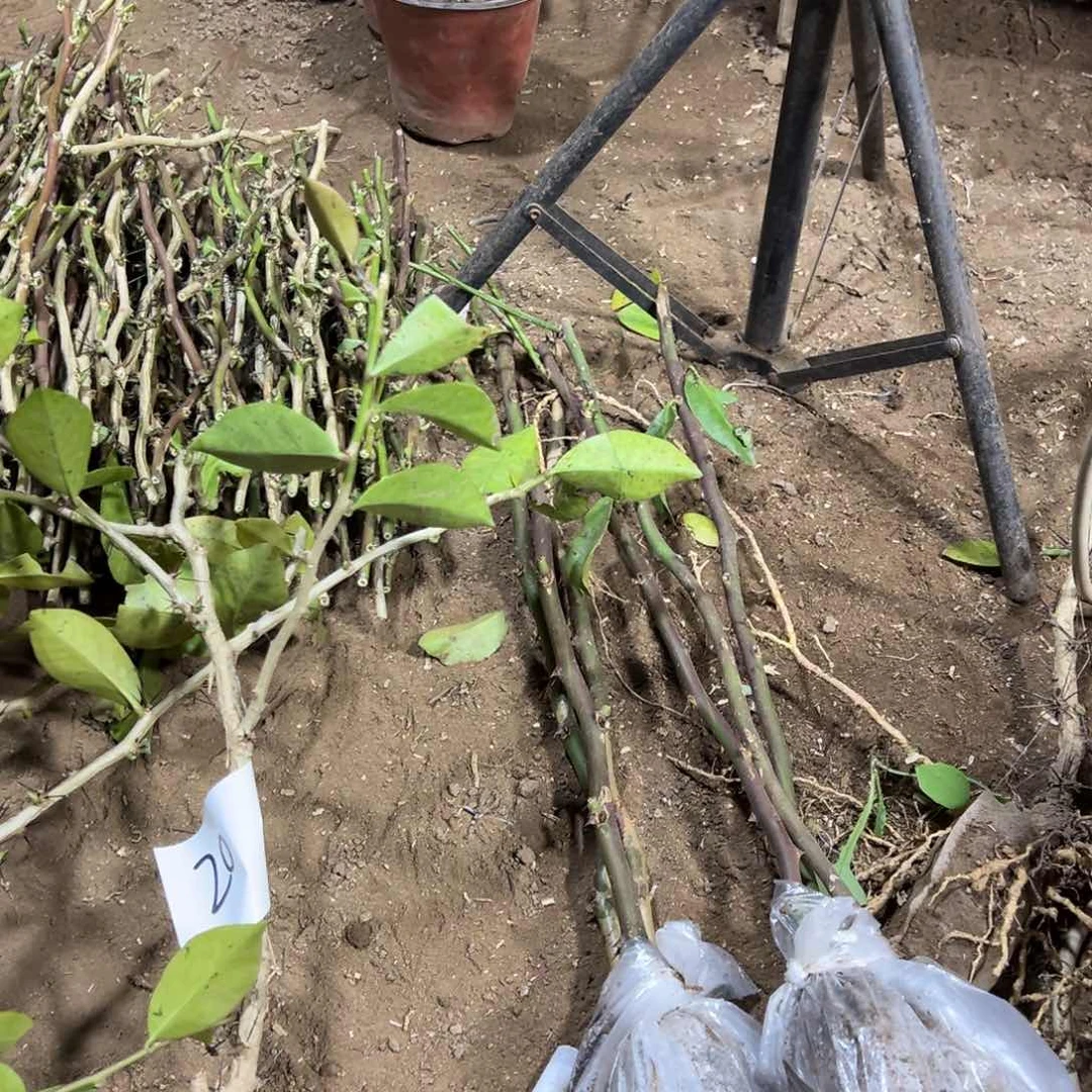 50公分扦插叶仙六颗（根弱）