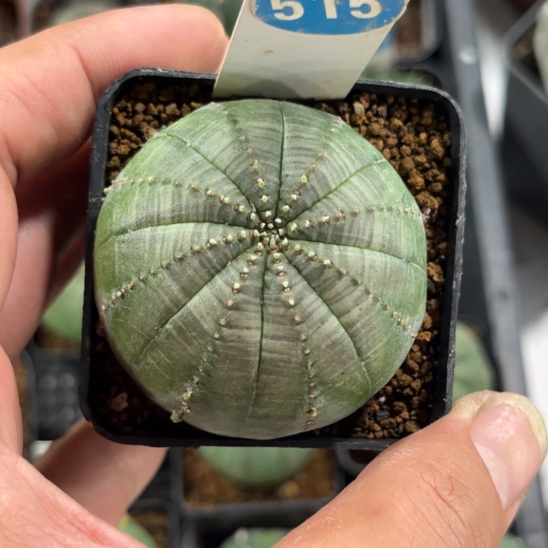 。***一515布纹球带盆带土