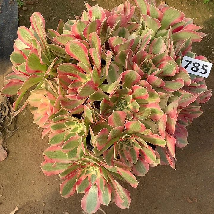 多肉植物叶罗刹785