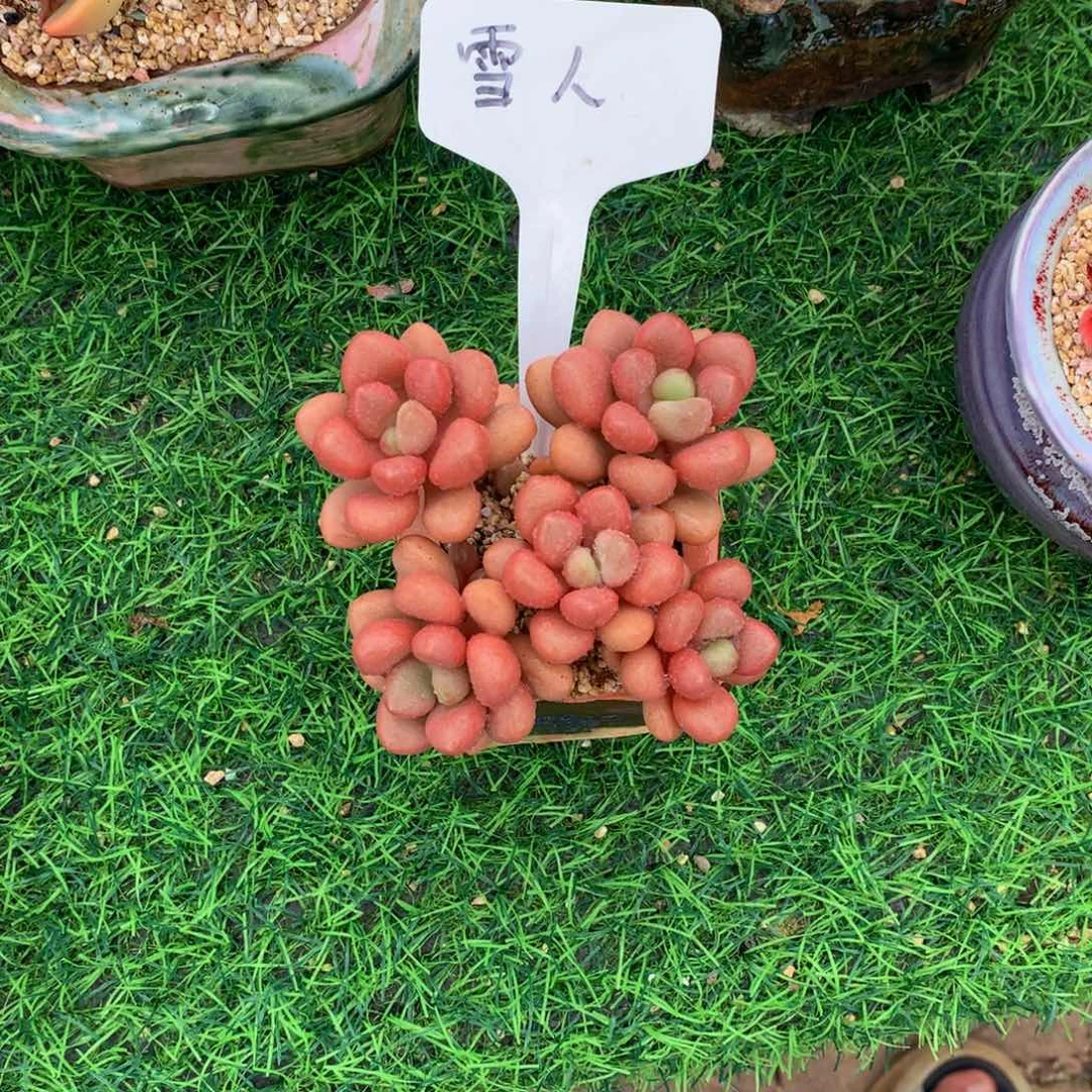 @***y先锋派多肉植物的