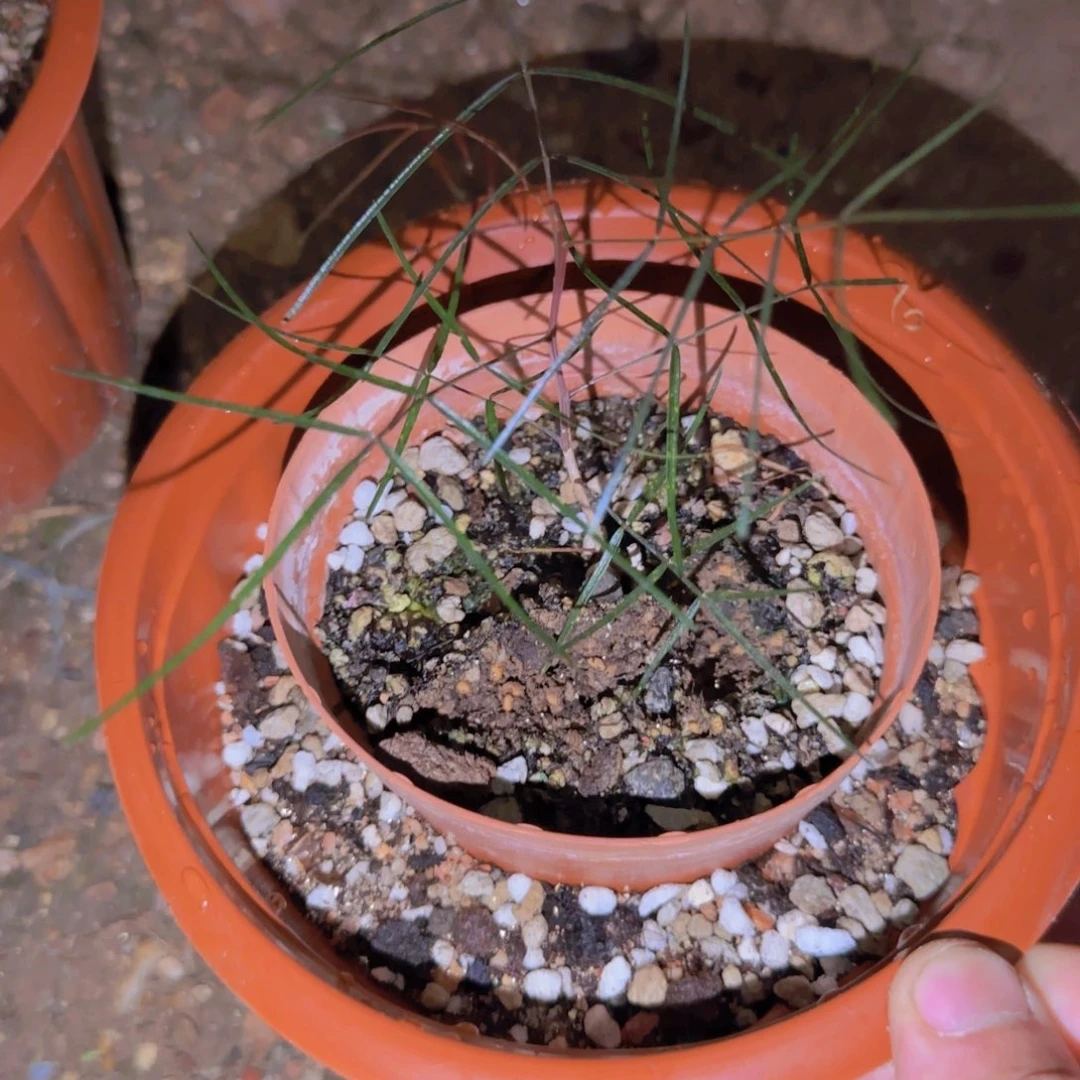 六***-块根植物块根植物