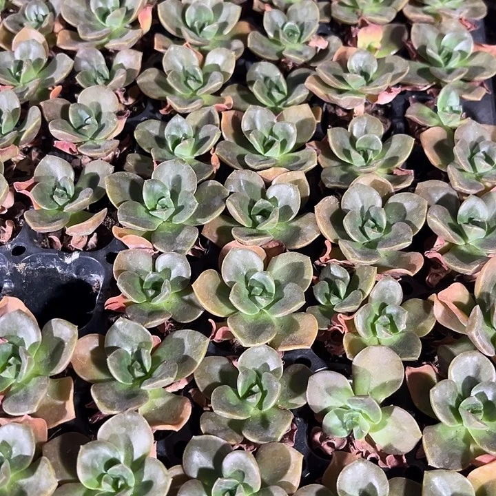 1元2颗小巧克力方钻