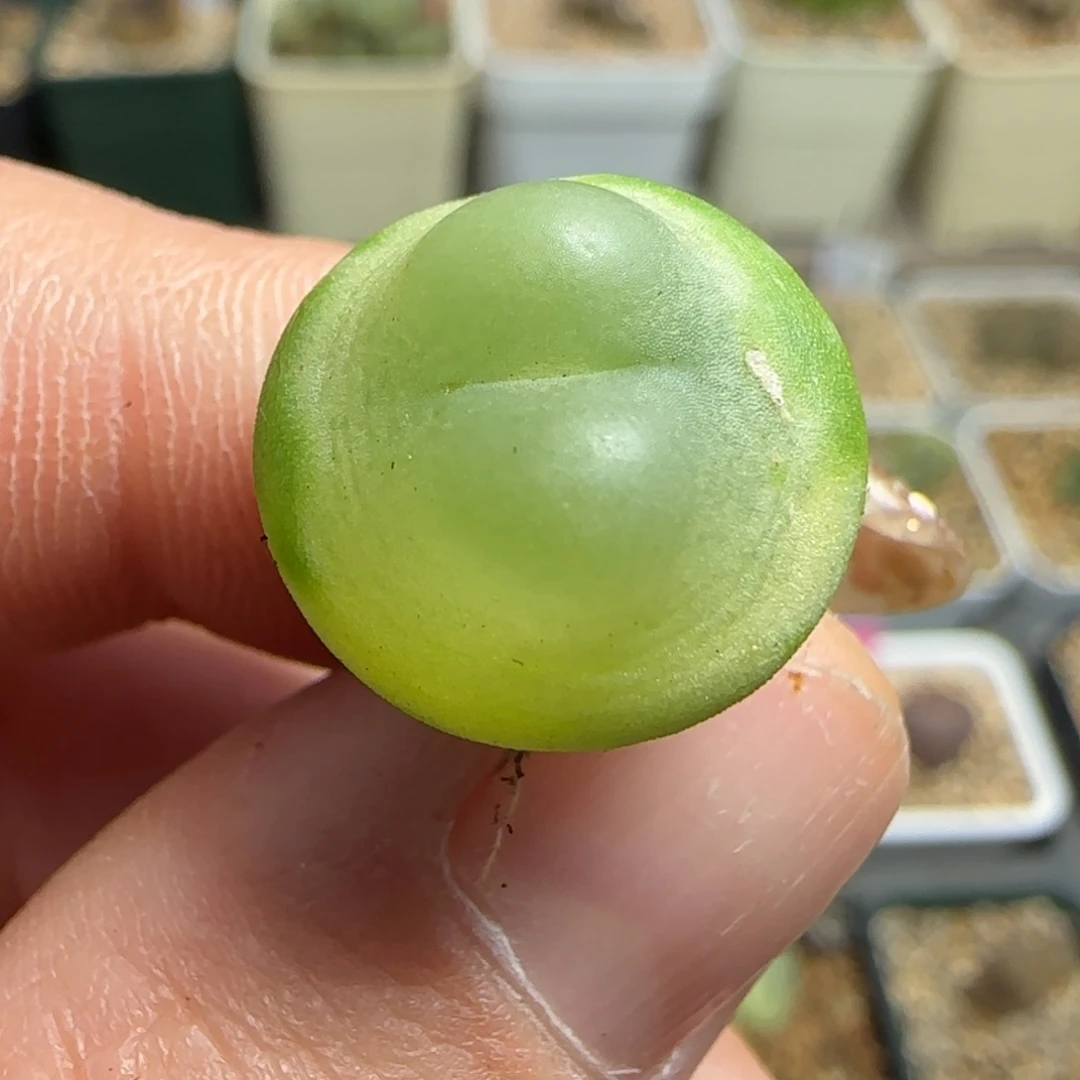 多肉植物拉登1.6公分8号