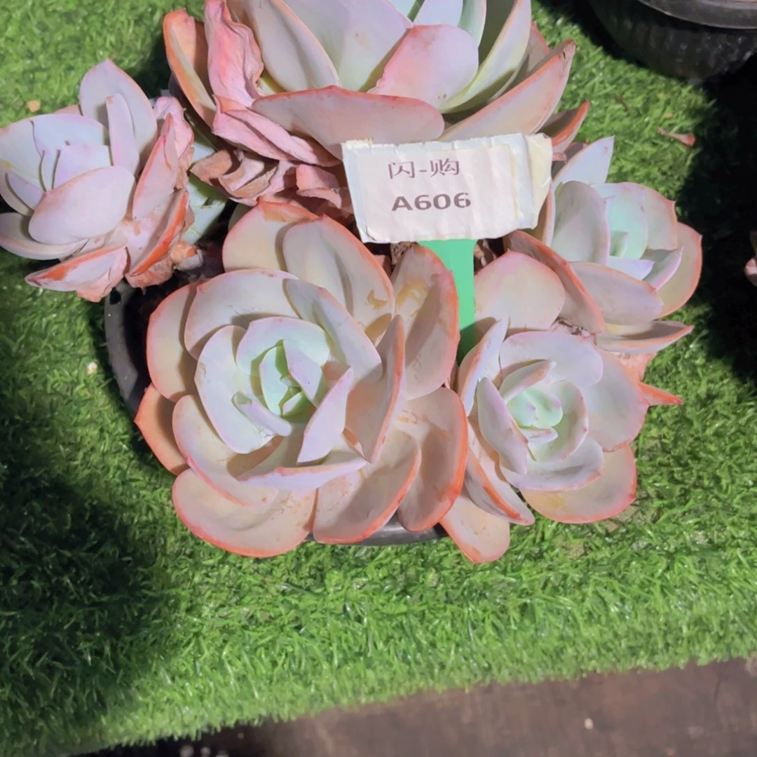 白凤606一颗一物一拍