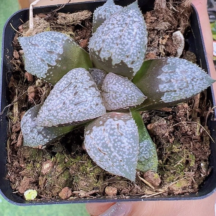 粉白银寿19包邮多肉