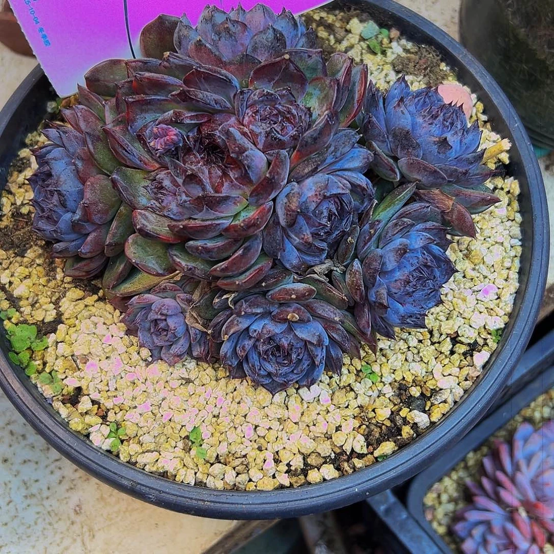 平***人14号一物一拍波哥