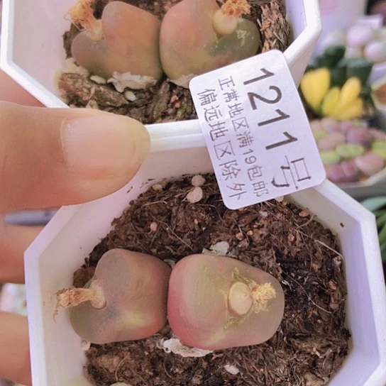 无花朵1211，双头毛毛微瑕6年