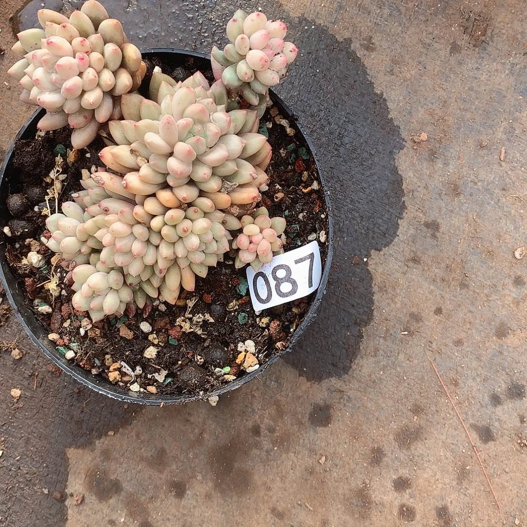 087 一物一拍多肉