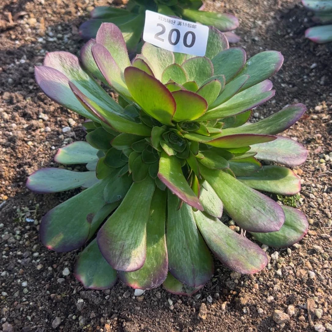 200雨荷多肉植物