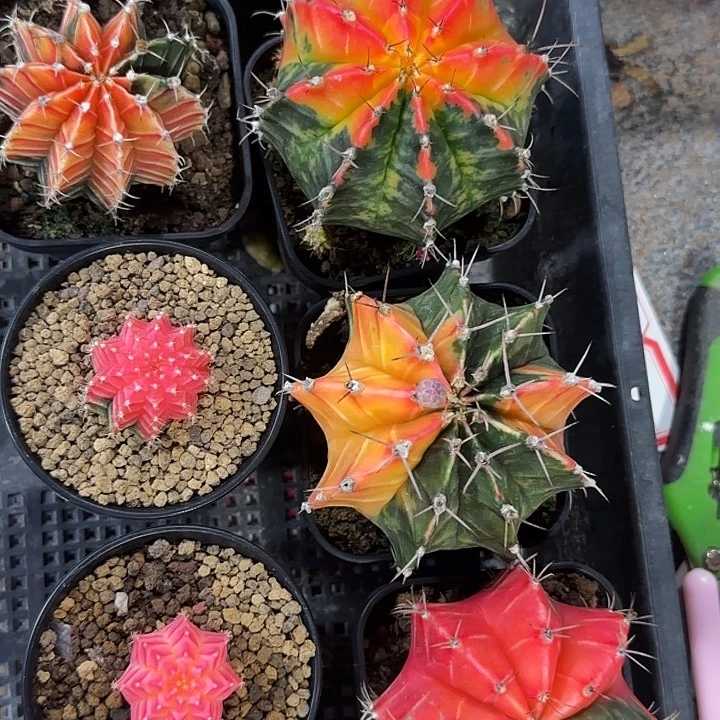无花朵哈哈哈哈哈哈哈哈哈哈