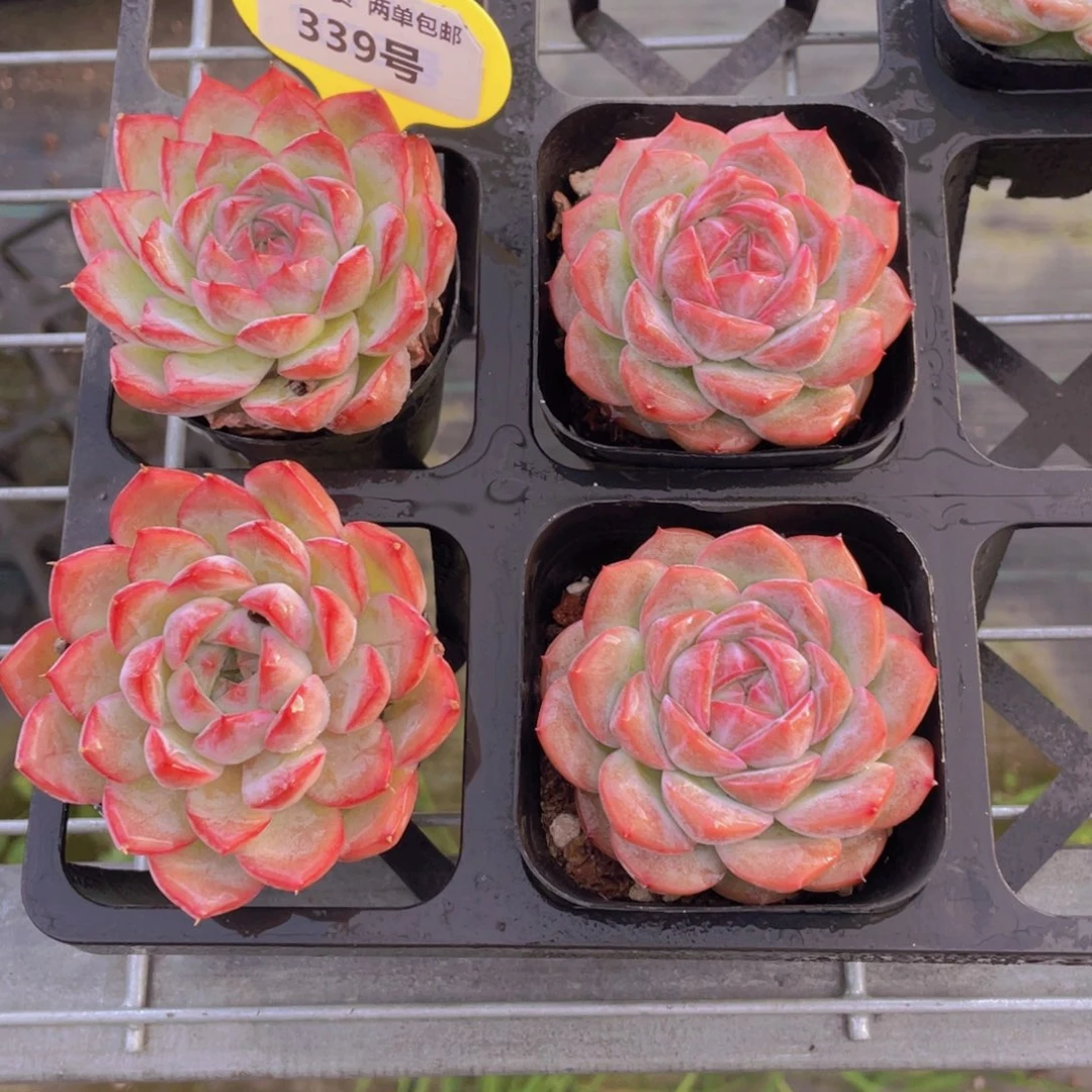 339号 粉胖子珍妮加精品女王