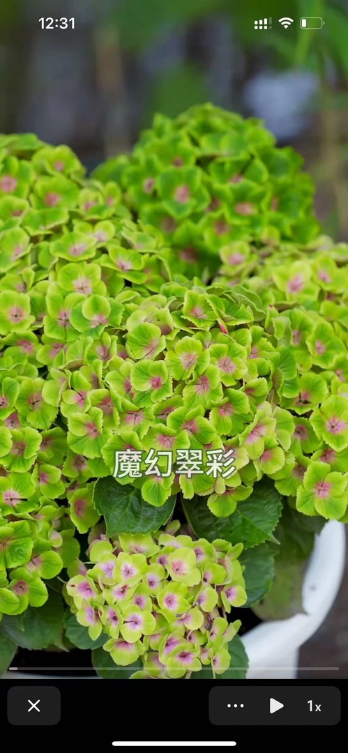 【魔幻翠彩]二加仑绣球花苗阳台盆栽庭院花卉植物