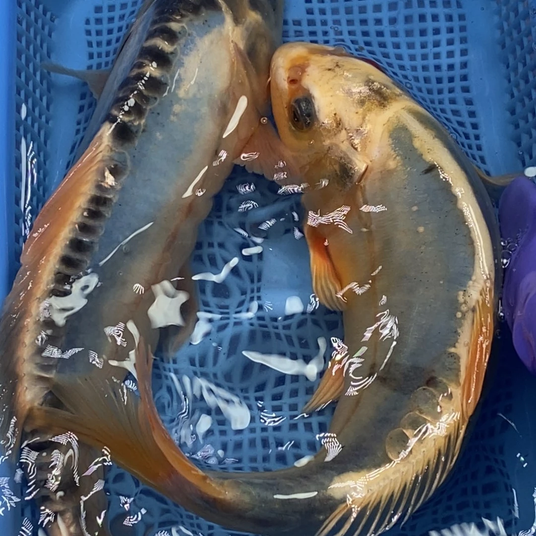 锦鲤冷水锦鲤包邮