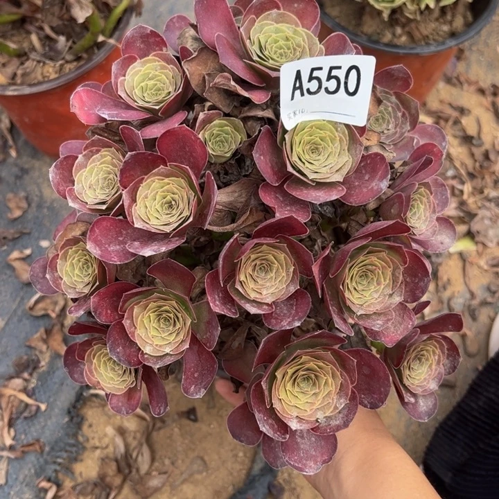 魅金玫瑰多肉植物550.