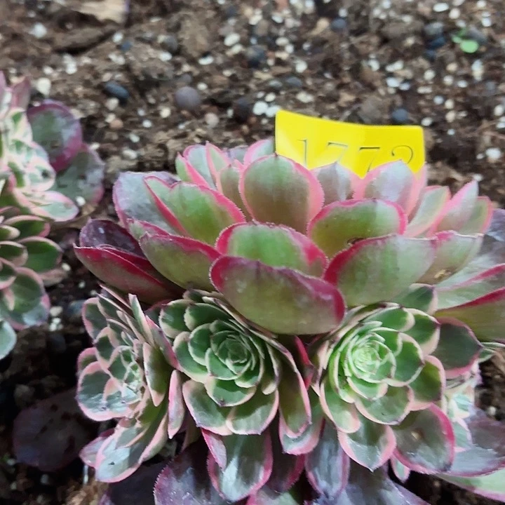 多肉植物福利1772