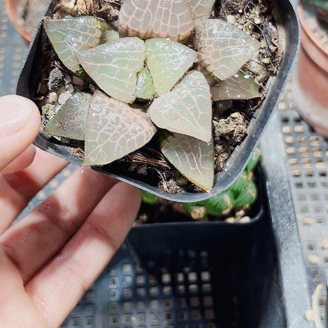 粉玻璃康平新手好养