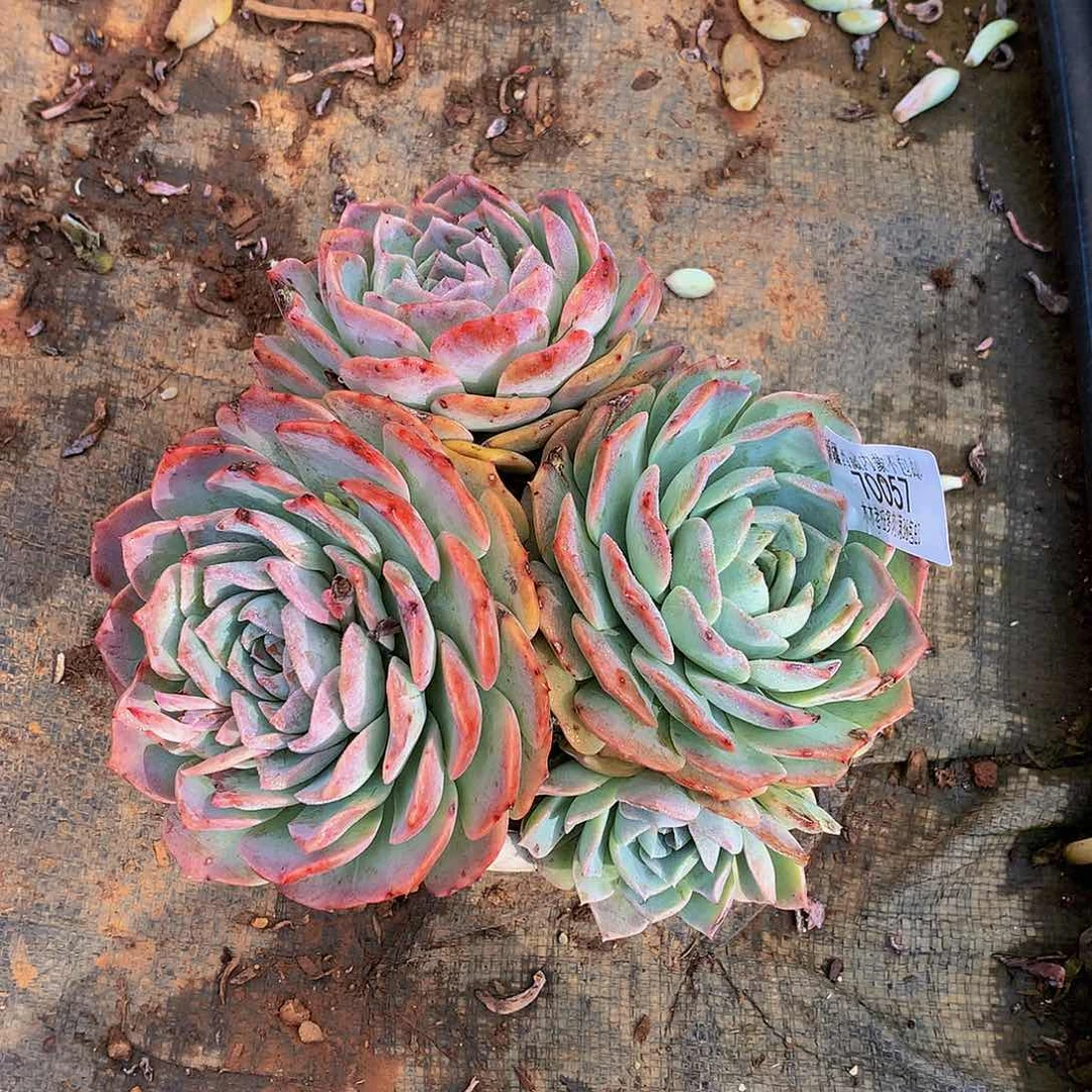 子*      纯爱70057