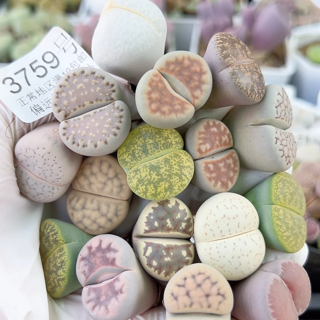 3759 好养易活生石花大母本16个2-2.5cm有颗腿长特价