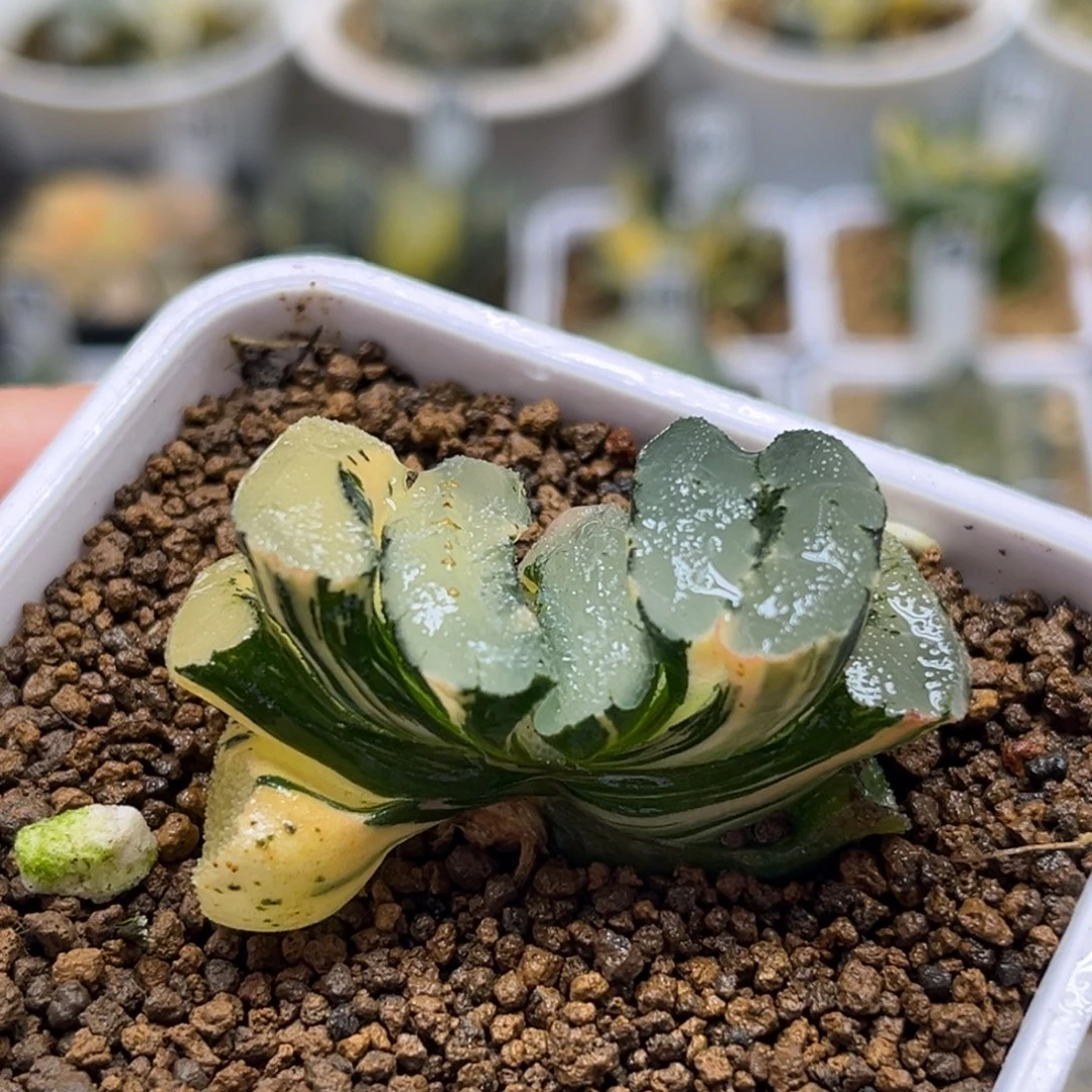 55海也玉扇锦福利专场