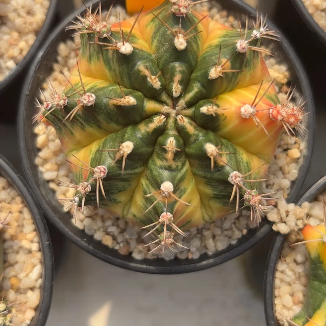 45-0103泰国发货多肉