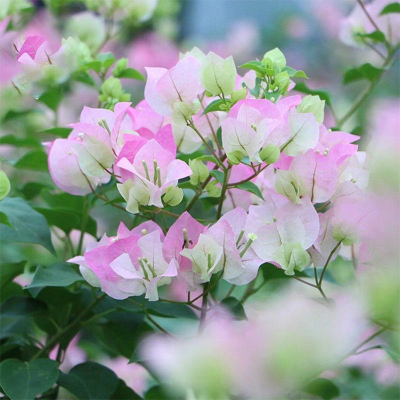 绿樱带花苞原盆原土发货 三角梅发货四季开花