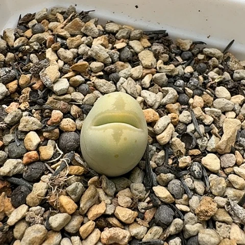 3648，丑鹅母本带盆土发货