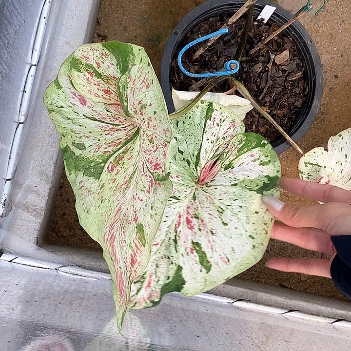 泰国彩叶318-0127