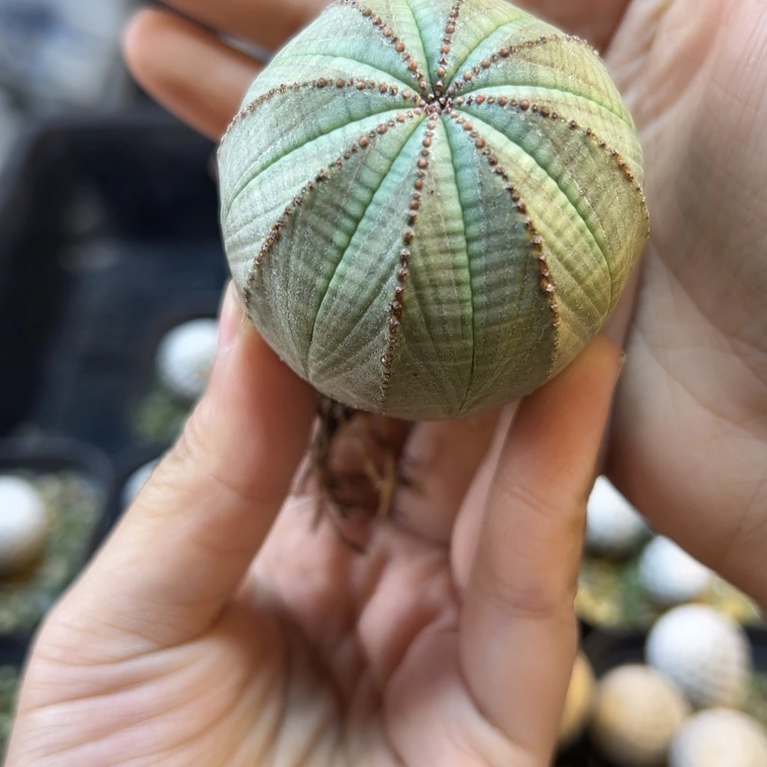 8号实生欧洲园艺布纹球底部瑕疵4.8公分