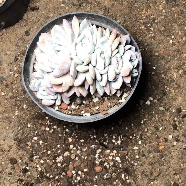 N****d63/////////////