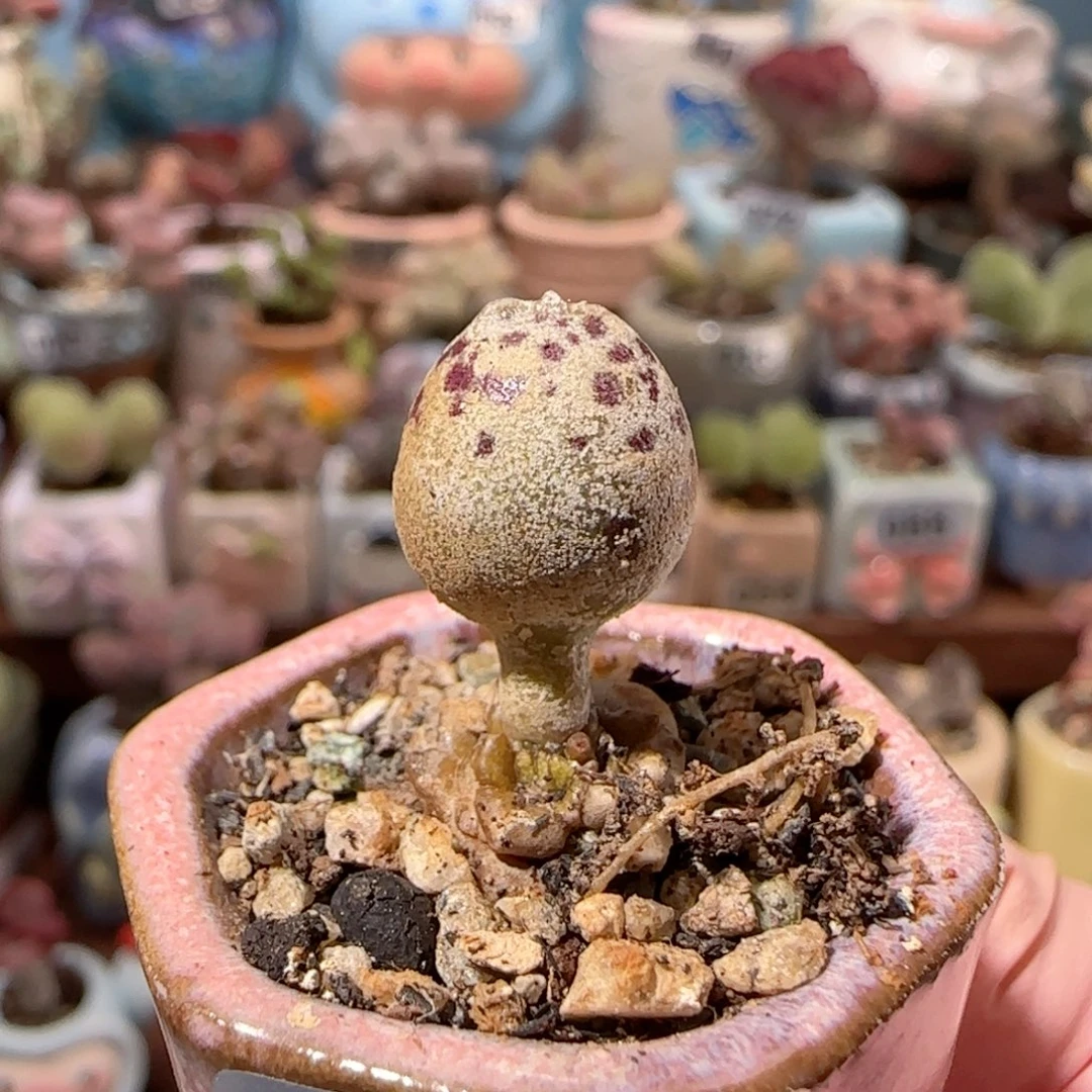 黄金豹 盆口2.5cm