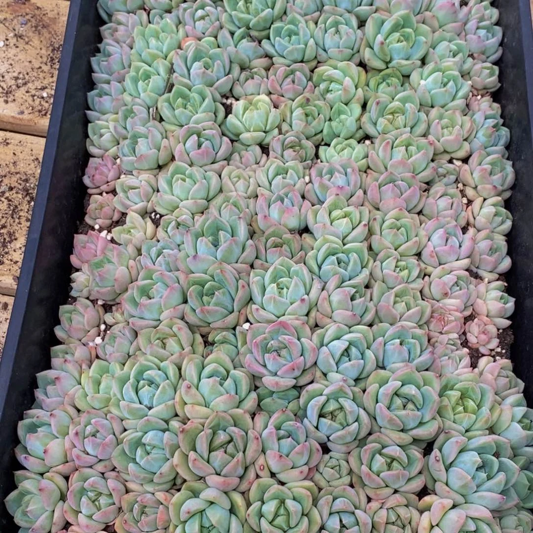 c**i736多肉植物保护研究所所长