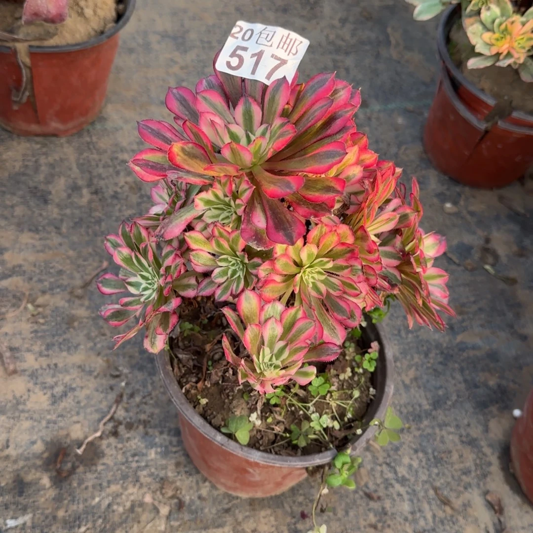 铜壶超白517满20包邮断枝不包