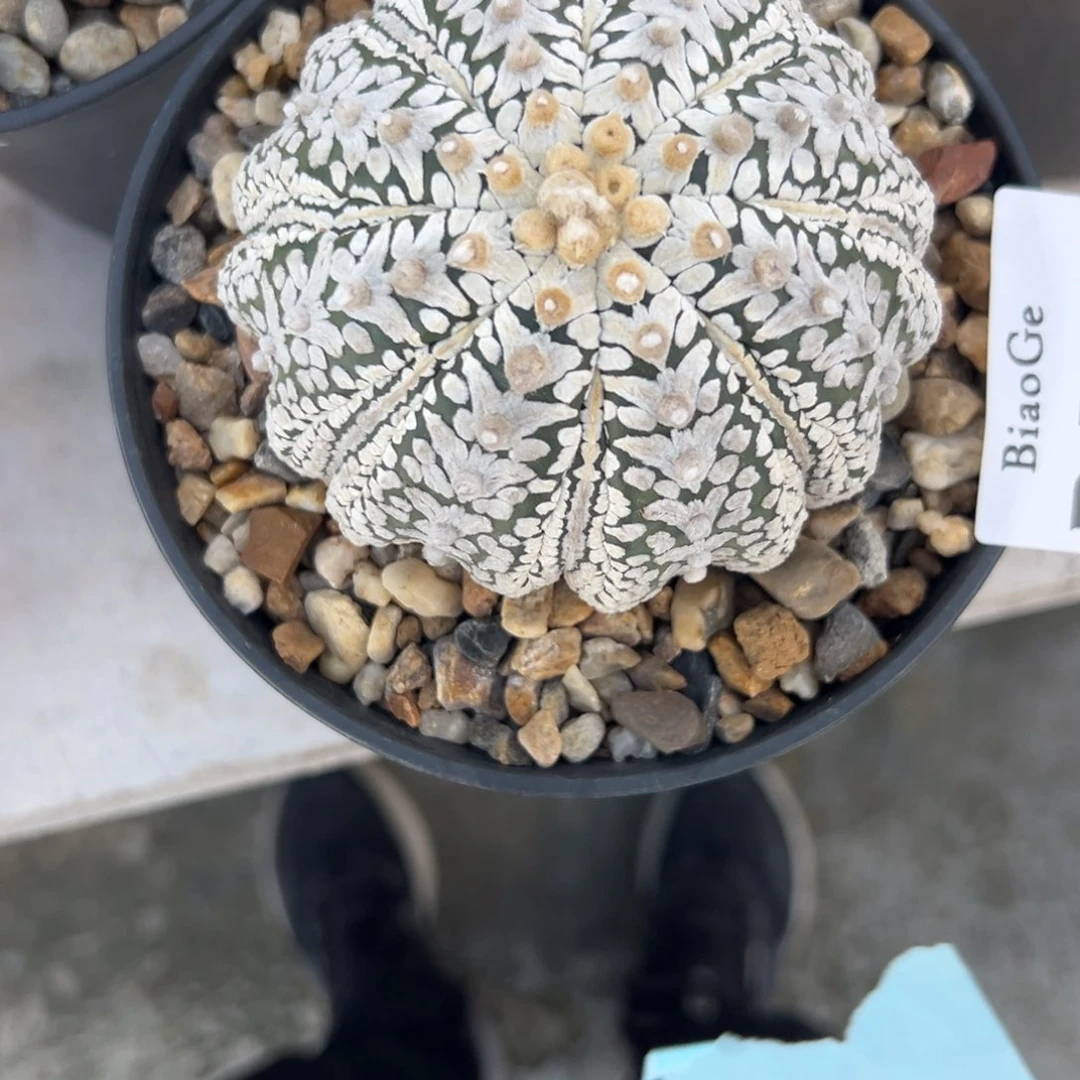 ?****D430号兜仙人球多肉植物