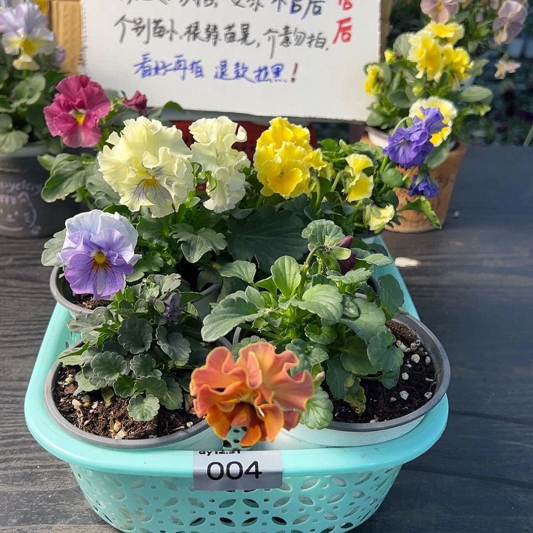 大部分花苞少量开放004号