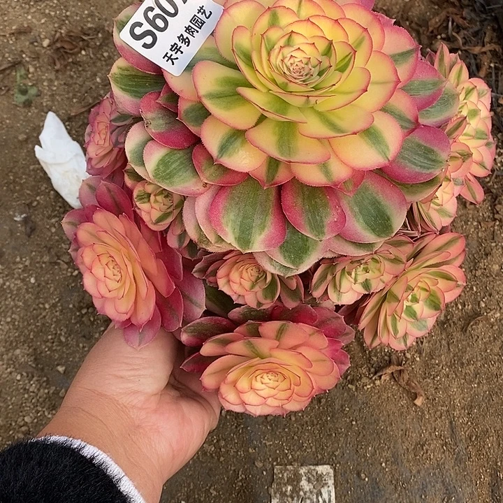 多肉植物倾城607多肉