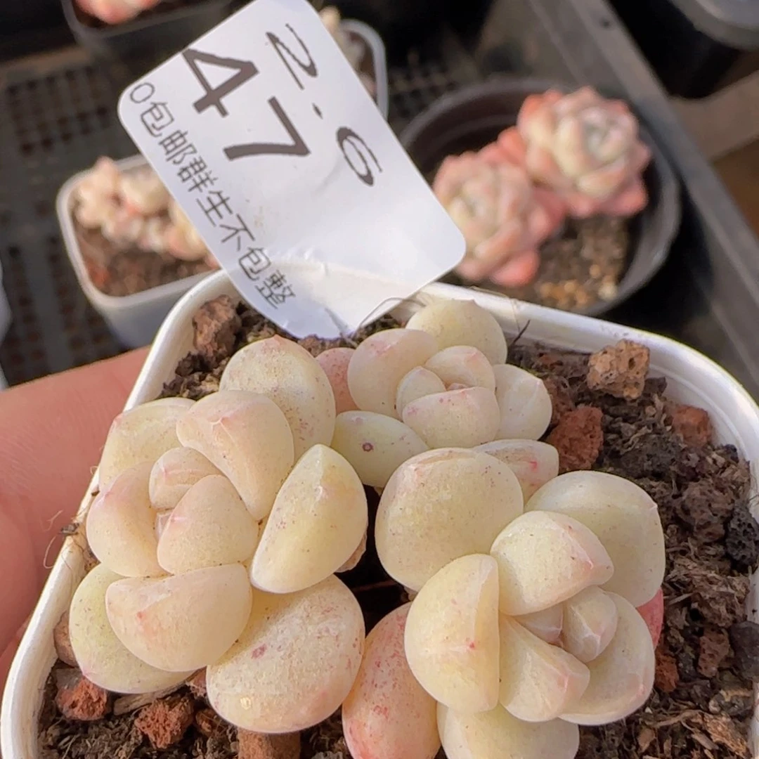 三头糖心冰玉一颗