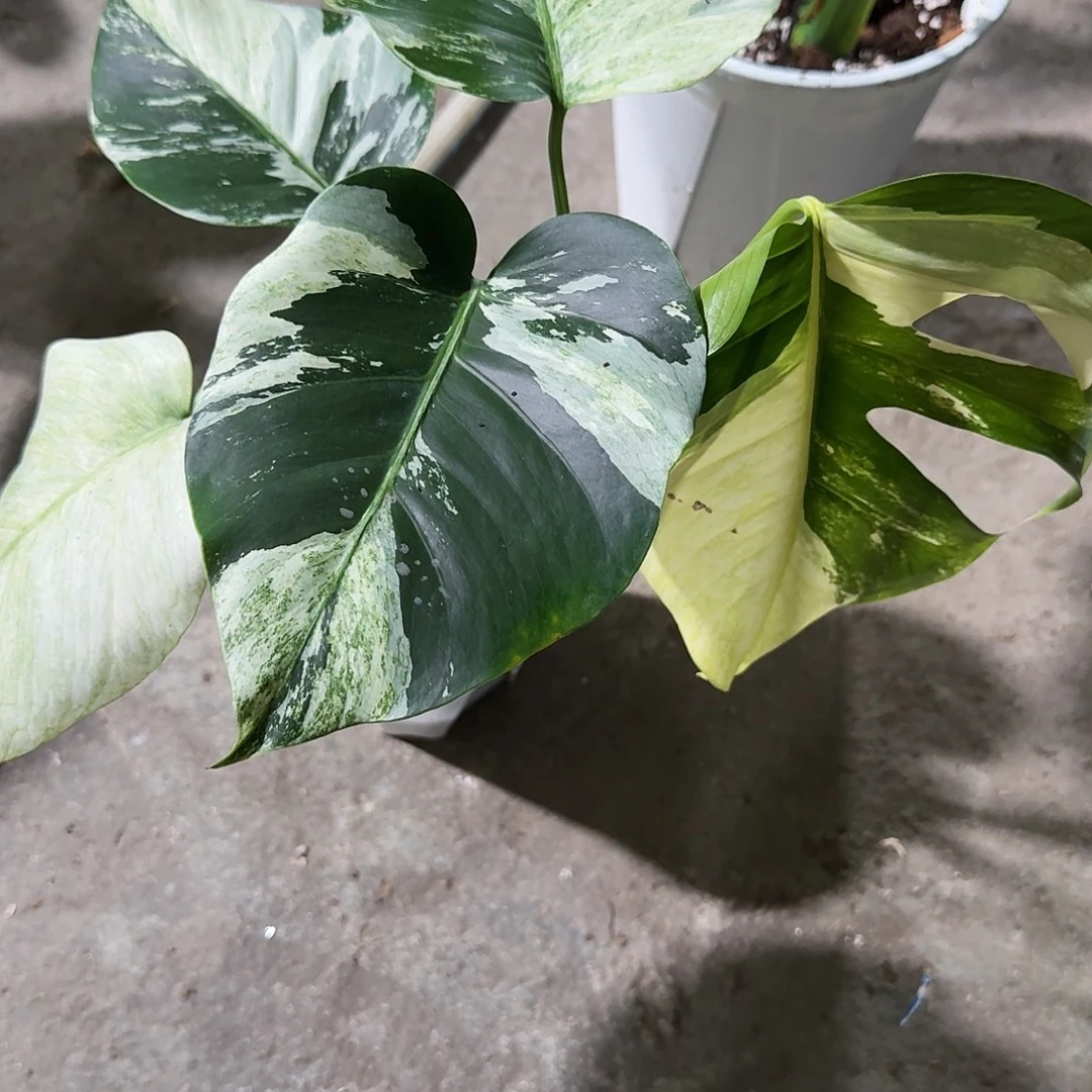 地***吧无花朵龟背竹植物一物一拍