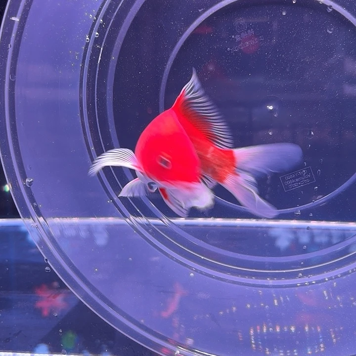 蝴蝶鲤7号红色蝴蝶鲤