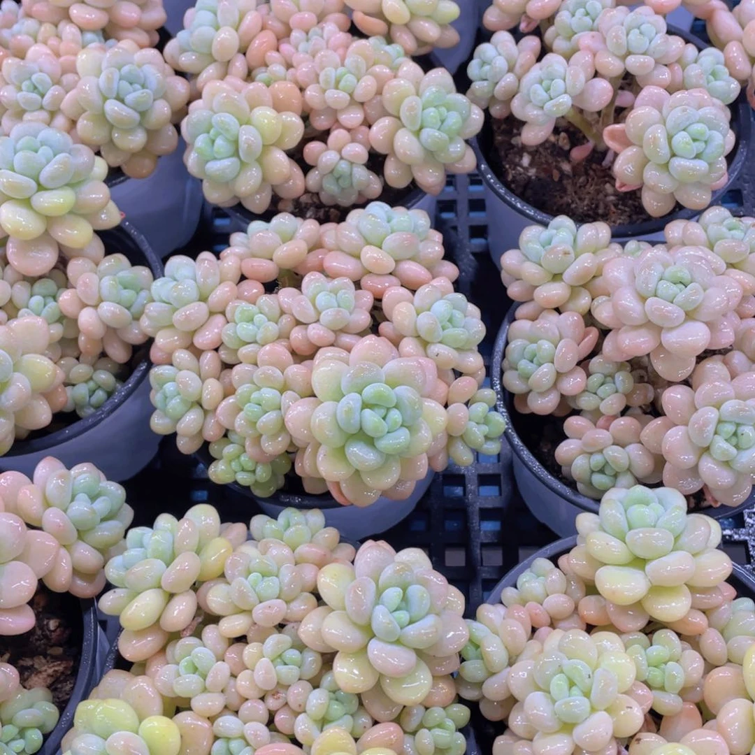 量拍12号 老桩捧花洛可可大群一个